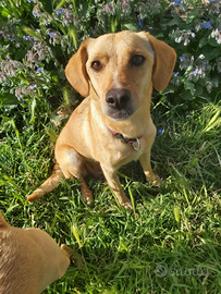 Cucciola in adozione