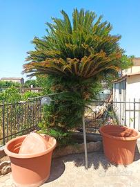 Cycas revoluta