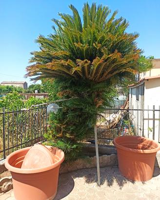Cycas revoluta