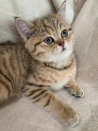 Cuccioli scottish straight e fold