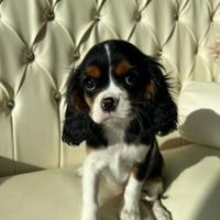 Cuccioli di Cavalier King Charles disponibili