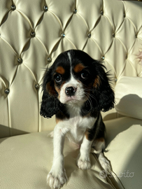 Cuccioli di Cavalier King Charles disponibili