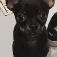 Cucciolo princers chihuahua di sei mesi