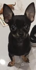 Cucciolo princers chihuahua di sei mesi