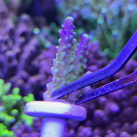 Acropora Secale Joker talea