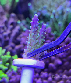 Acropora Secale Joker talea