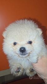 Spitz tedesco nano ultimo maschio