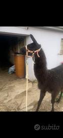 Lama