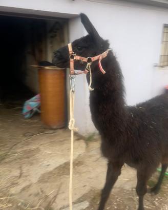 Lama