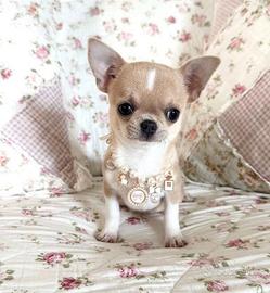 CHIHUAHUA TOY CUCCIOLI DISPONIBILI pag rateale