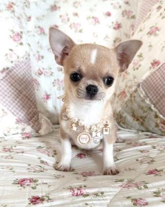 CHIHUAHUA TOY CUCCIOLI DISPONIBILI pag rateale
