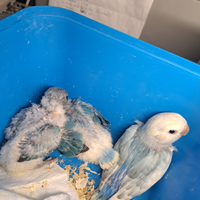 Inseparabili allevati a mano