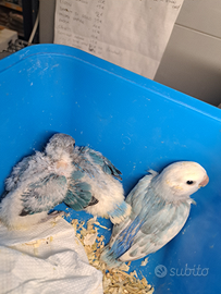 Inseparabili allevati a mano