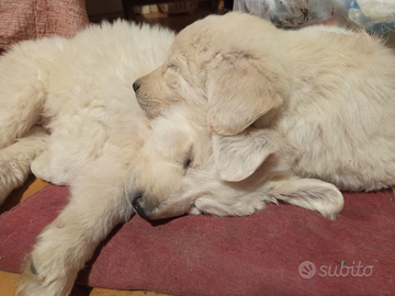 Cucciola pastore maremmano