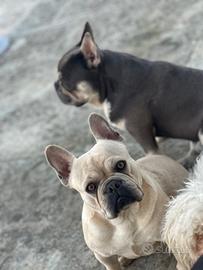Bulldog Francese