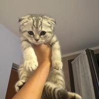 Gatto schottish Fold