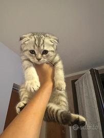 Gatto schottish Fold