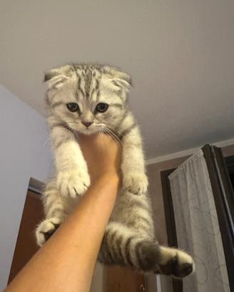 Gatto schottish Fold