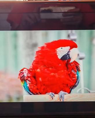 Schermo  HP  19" Widescreen