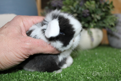 Coniglio nano minilop e ariete