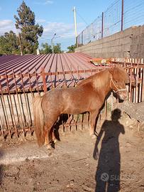 Pony
