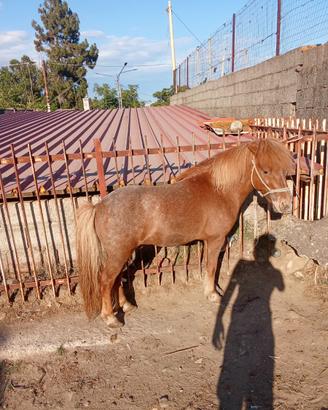 Pony