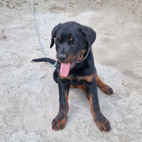 Rottweiler