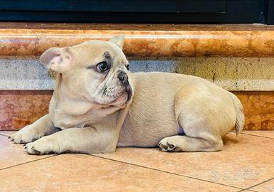 Cuccioli di Bulldog Francese