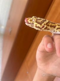 Geco leopardino