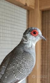 Tortore diamantine coppia