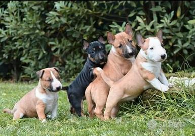 Bull terrier miniature
