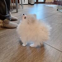 Volpino spitz tedesco nano