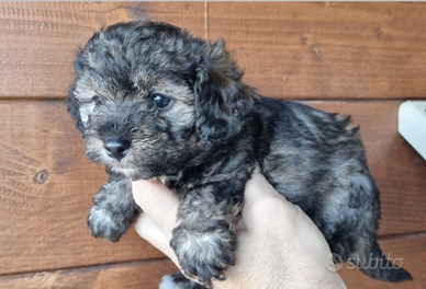 Barboncini cuccioli pronti