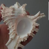 Conchiglia marina