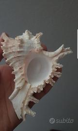 Conchiglia marina