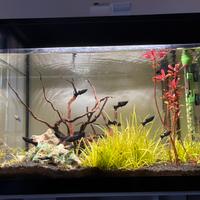 Acquario Askoll Pure Led L