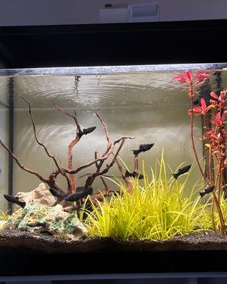 Acquario Askoll Pure Led L