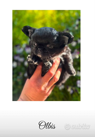 Cucciole di chihuahua