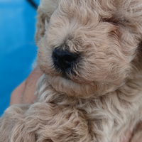 Cucciolo barboncino toy