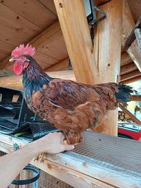 Gallo Isa Brown