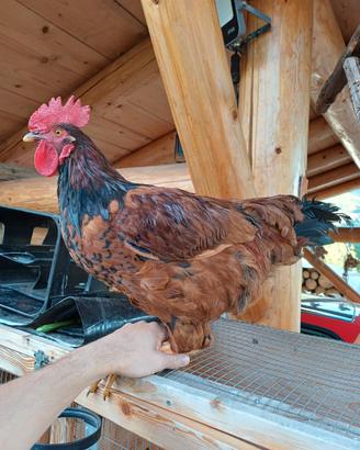 Gallo Isa Brown