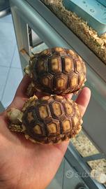 Coppia di tartarughe sulcata
