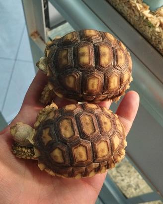 Coppia di tartarughe sulcata