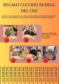 Cuccioli di degu del Cile