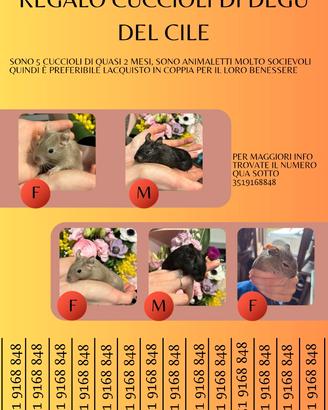 Cuccioli di degu del Cile