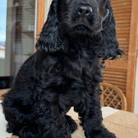 Cucciola di Cocker Spaniel