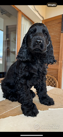 Cucciola di Cocker Spaniel