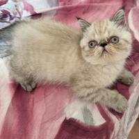Cucciola exotic shorthair
