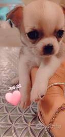 Chihuahua