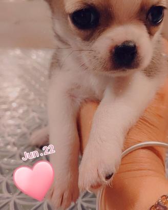 Chihuahua